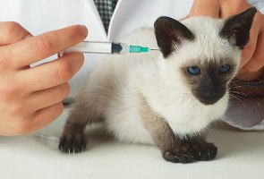 vacunacion mascotas