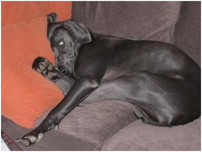 sofa mascota